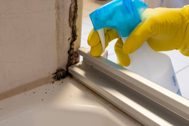 Professional Mold Removal in Watsessing, NJ