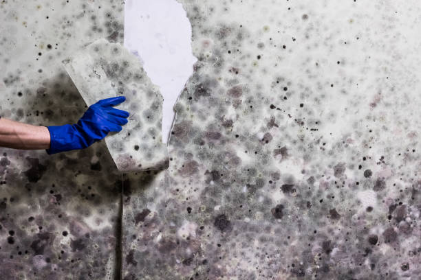 Best Local Mold Removal Service  in Watsessing, NJ
