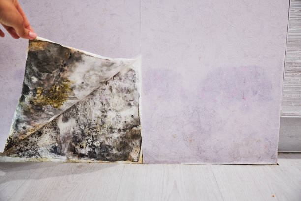 Best Mold Testing  in Watsessing, NJ